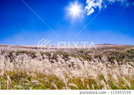Japanese pampas grass in Shiotsuka Kogen Japanese pampas grass in Shiotsuka Kogen 115855539
