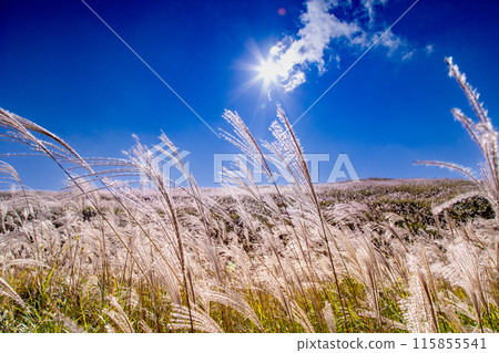 Japanese pampas grass in Shiotsuka Kogen Japanese pampas grass in Shiotsuka Kogen 115855541