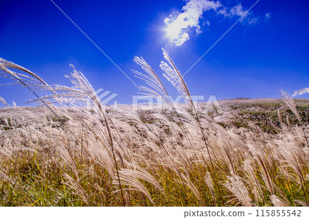 Japanese pampas grass in Shiotsuka Kogen Japanese pampas grass in Shiotsuka Kogen 115855542