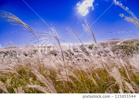 Japanese pampas grass in Shiotsuka Kogen Japanese pampas grass in Shiotsuka Kogen 115855544