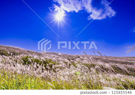 Japanese pampas grass in Shiotsuka Kogen Japanese pampas grass in Shiotsuka Kogen 115855546