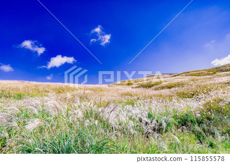 Japanese pampas grass in Shiotsuka Kogen 115855578