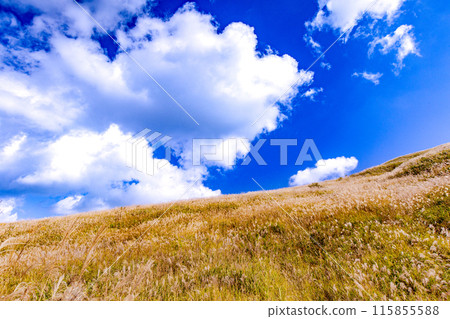 Japanese pampas grass in Shiotsuka Kogen Japanese pampas grass in Shiotsuka Kogen 115855588