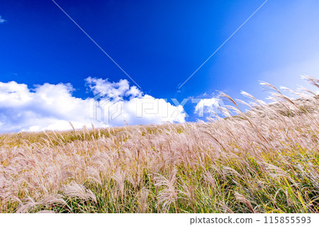 Japanese pampas grass in Shiotsuka Kogen Japanese pampas grass in Shiotsuka Kogen 115855593