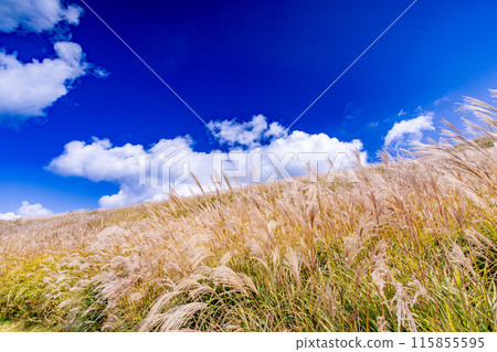 Japanese pampas grass in Shiotsuka Kogen Japanese pampas grass in Shiotsuka Kogen 115855595