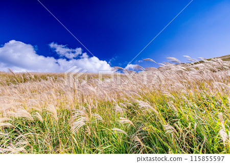 Japanese pampas grass in Shiotsuka Kogen Japanese pampas grass in Shiotsuka Kogen 115855597