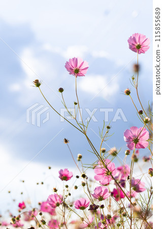 Cosmos Autumn Sky (1) 115855689