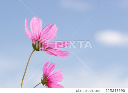 Cosmos Autumn Sky (3) 115855690