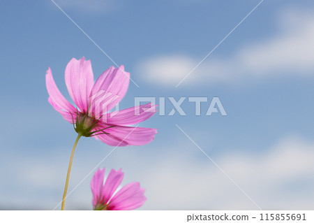 Cosmos Autumn Sky (2) Cosmos Autumn Sky (2) 115855691