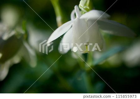 The flower language of the Miyama Oamanaki (Miyama Oamanaki) is "gentleness," "I'm worried about that person," and "victory of hard work." Gentle strength. The flower language of the Miyama Oamanaki (Miyama Oamanaki) is "gentleness," "I'm worried about that person," and "victory of hard work." Gentle strength. 115855973