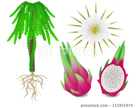 Parts of a pitahaya a bush on a white background. 115855974