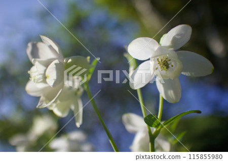 The flower language of the Miyama Oamanaki (Miyama Oamanaki) is "gentleness," "I'm worried about that person," and "victory of hard work." Gentle strength. The flower language of the Miyama Oamanaki (Miyama Oamanaki) is "gentleness," "I'm worried about that person," and "victory of hard work." Gentle strength. 115855980