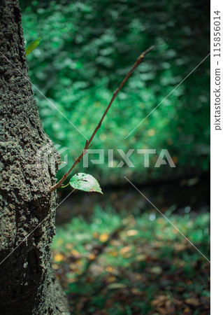 One leaf One leaf 115856014