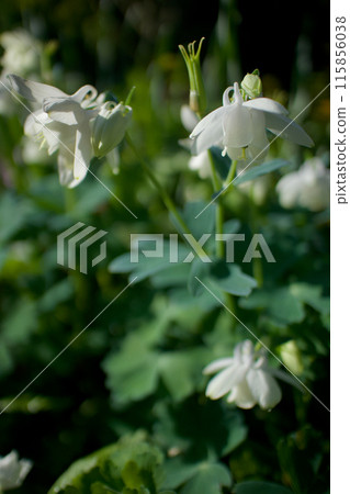 The flower language of the Miyama Oamanaki (Miyama Oamanaki) is "gentleness," "I'm worried about that person," and "victory of hard work." Gentle strength. The flower language of the Miyama Oamanaki (Miyama Oamanaki) is "gentleness," "I'm worried about that person," and "victory of hard work." Gentle strength. 115856038