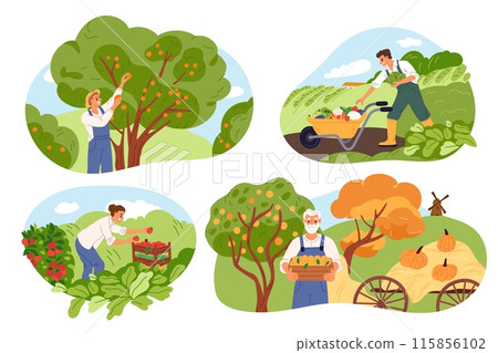 Harvesting scenes. Farmers pluck fruits and berries from trees. People pick vegetables. Pumpkin and tomato beds. Garden plants crop. Agriculture and horticulture. Garish vector set 115856102