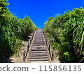Palm bushes and stairs 115856135