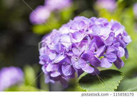 Hydrangea hydrangea 115856170
