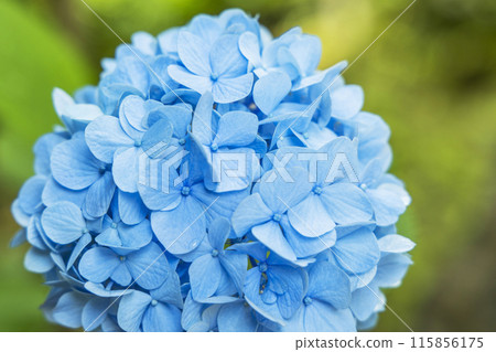 繡球花繡球花 115856175