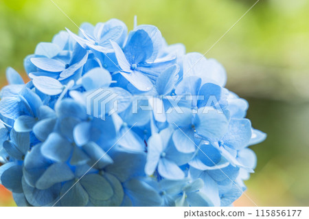 繡球花繡球花 繡球花繡球花 115856177