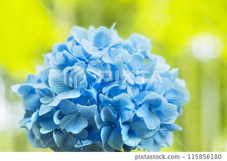 繡球花繡球花 115856180