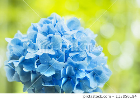 繡球花繡球花 115856184