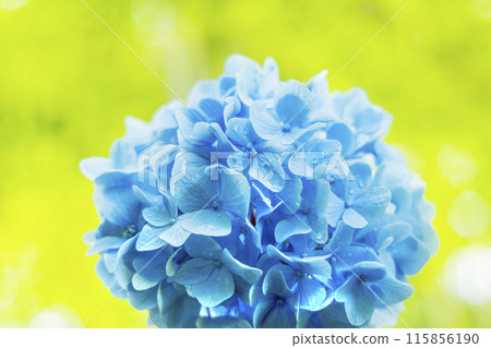 繡球花繡球花 115856190