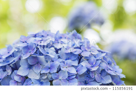 繡球花繡球花 繡球花繡球花 115856191