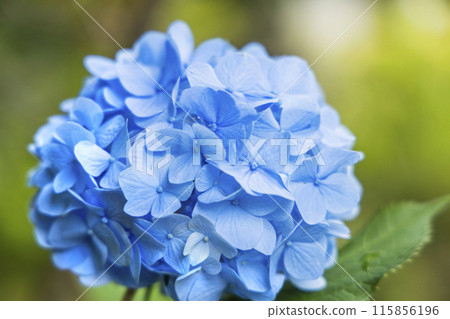 繡球花繡球花 115856196
