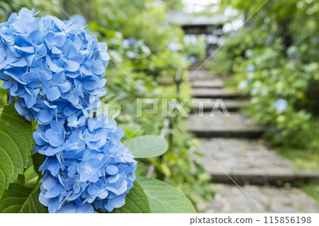 繡球花繡球花 繡球花繡球花 115856198