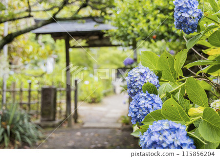 繡球花繡球花 繡球花繡球花 115856204