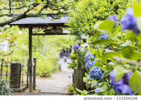 Hydrangea hydrangea 115856206