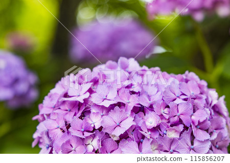 繡球花繡球花 115856207