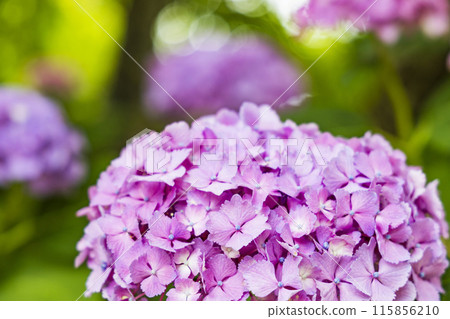 繡球花繡球花 繡球花繡球花 115856210