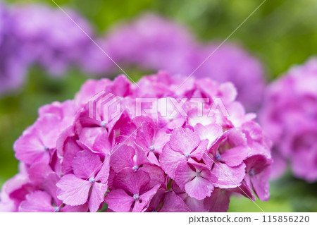 繡球花繡球花 繡球花繡球花 115856220