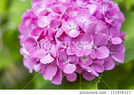 繡球花繡球花 115856221