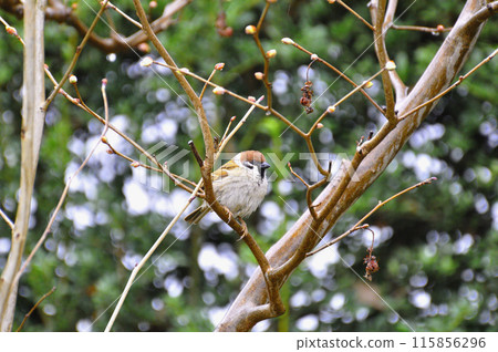 A sparrow perched on a tree branch in the rain 115856296