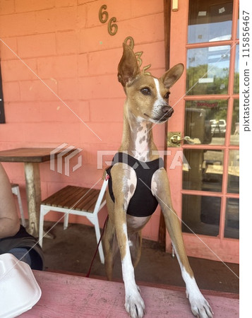 A stylish and cute miniature pinscher from Hawaii A stylish and cute miniature pinscher from Hawaii 115856467