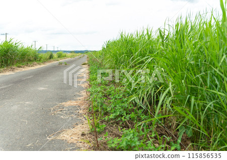 Weeds growing on the side of the road 115856535