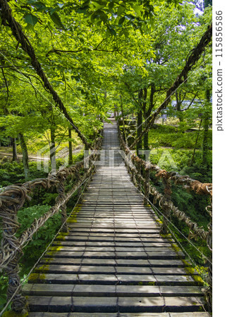 Kazura Bridge in Fukui Kazura Bridge in Fukui 115856586