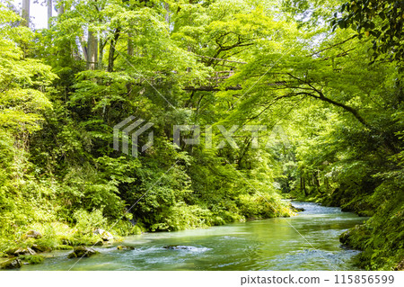 福井的Kazura Bridge 福井的Kazura Bridge 115856599