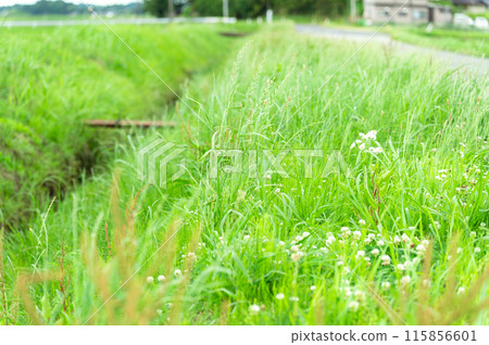 灌溉渠斜坡上長滿了雜草 115856601