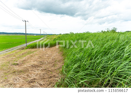 路堤斜坡上長滿了雜草 115856617