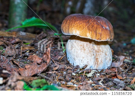 close-up of a white boletus mushroom in the forest close-up of a white boletus mushroom in the forest 115856720