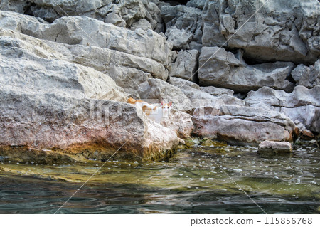 A cat alone on a rocky island in Lake Skadar 115856768