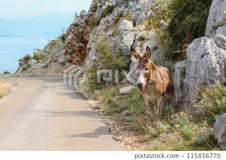 A donkey alone in the landscape of Lake Skadar 115856770