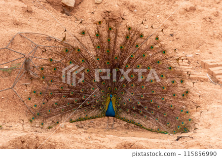 A peacock courtshipping and showing his feathers 115856990