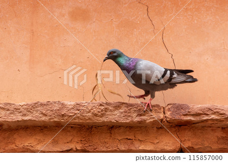 A pigeon holding a dry olive branch in its beak 115857000