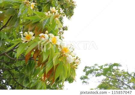 Iju white flowers cloudy sky 115857047
