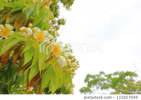 Iju 白色的花朵多雲的天空 115857049