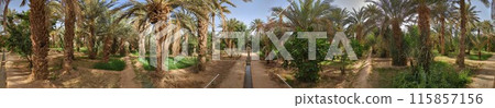 Walking through the Igrane garden near Merzouga, a typical agricultural oasis with small canals Walking through the Igrane garden near Merzouga, a typical agricultural oasis with small canals 115857156
